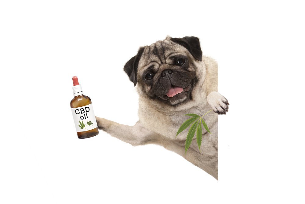 CBD products for pet